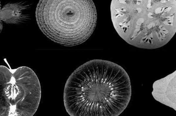 visuel pour la semaine du goût 2020 représentant des légumes en monochrome